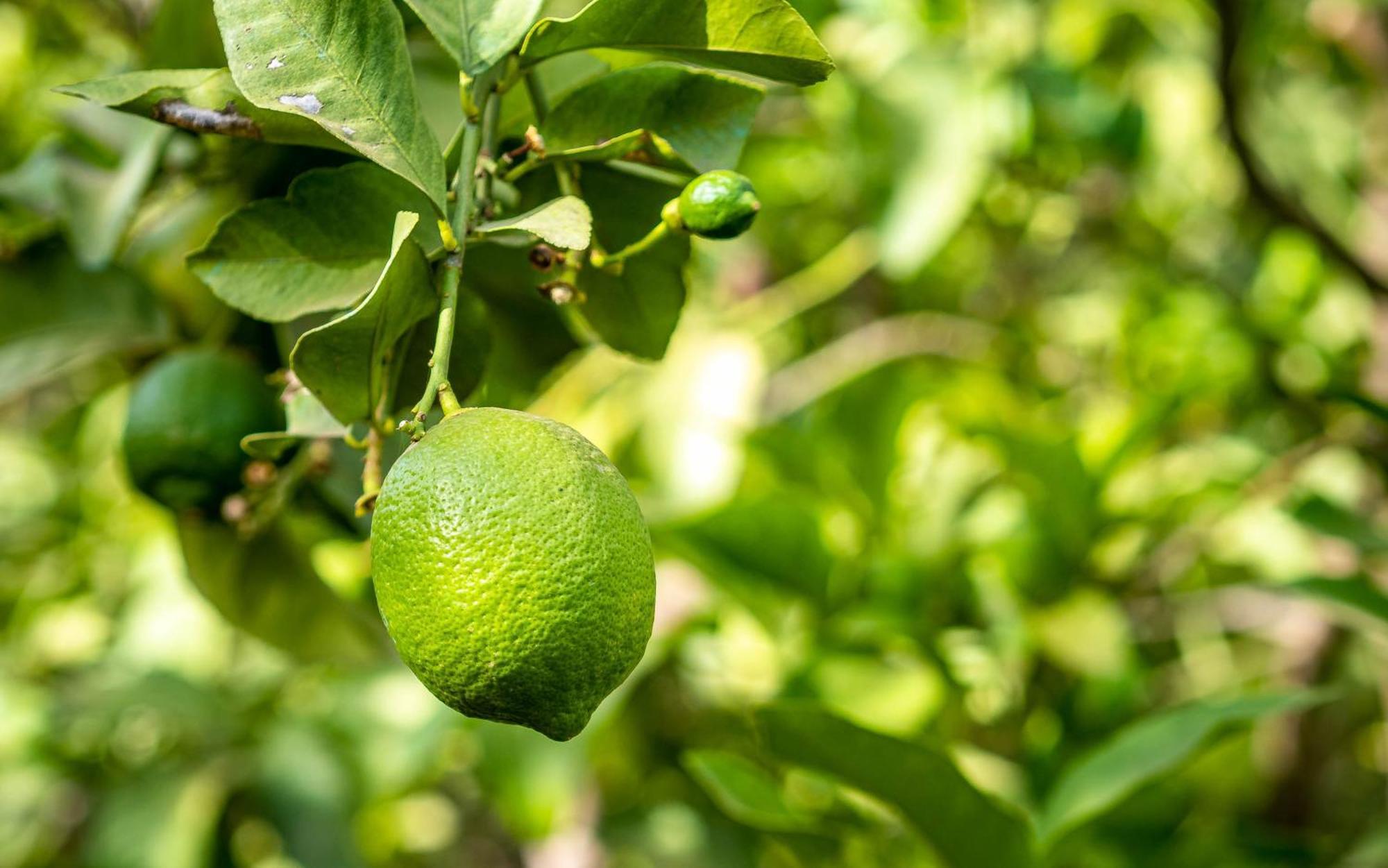 The Lemonary Marrakech Ξενοδοχείο Ouled Moumen Εξωτερικό φωτογραφία
