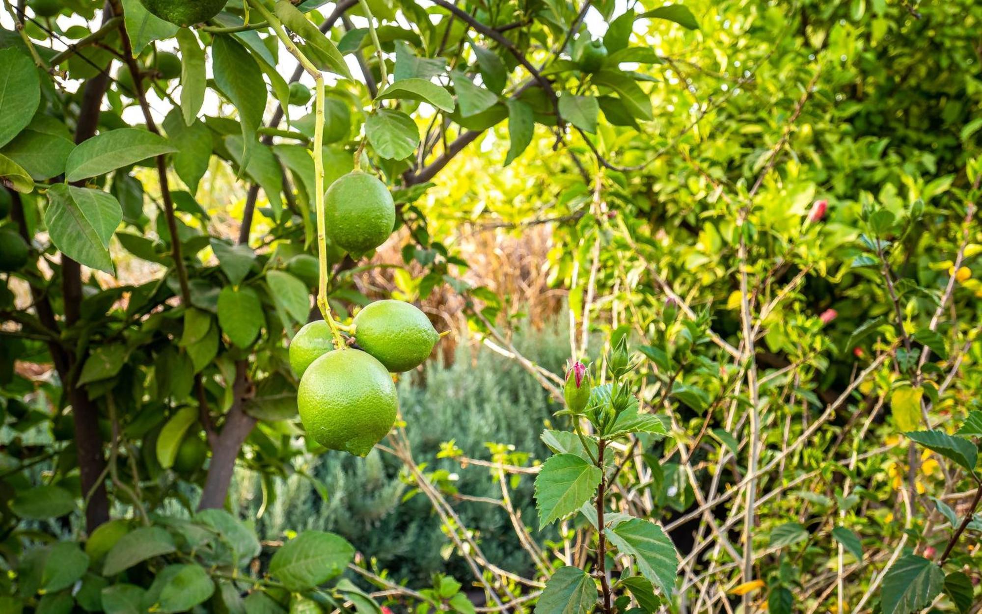 The Lemonary Marrakech Ξενοδοχείο Ouled Moumen Εξωτερικό φωτογραφία