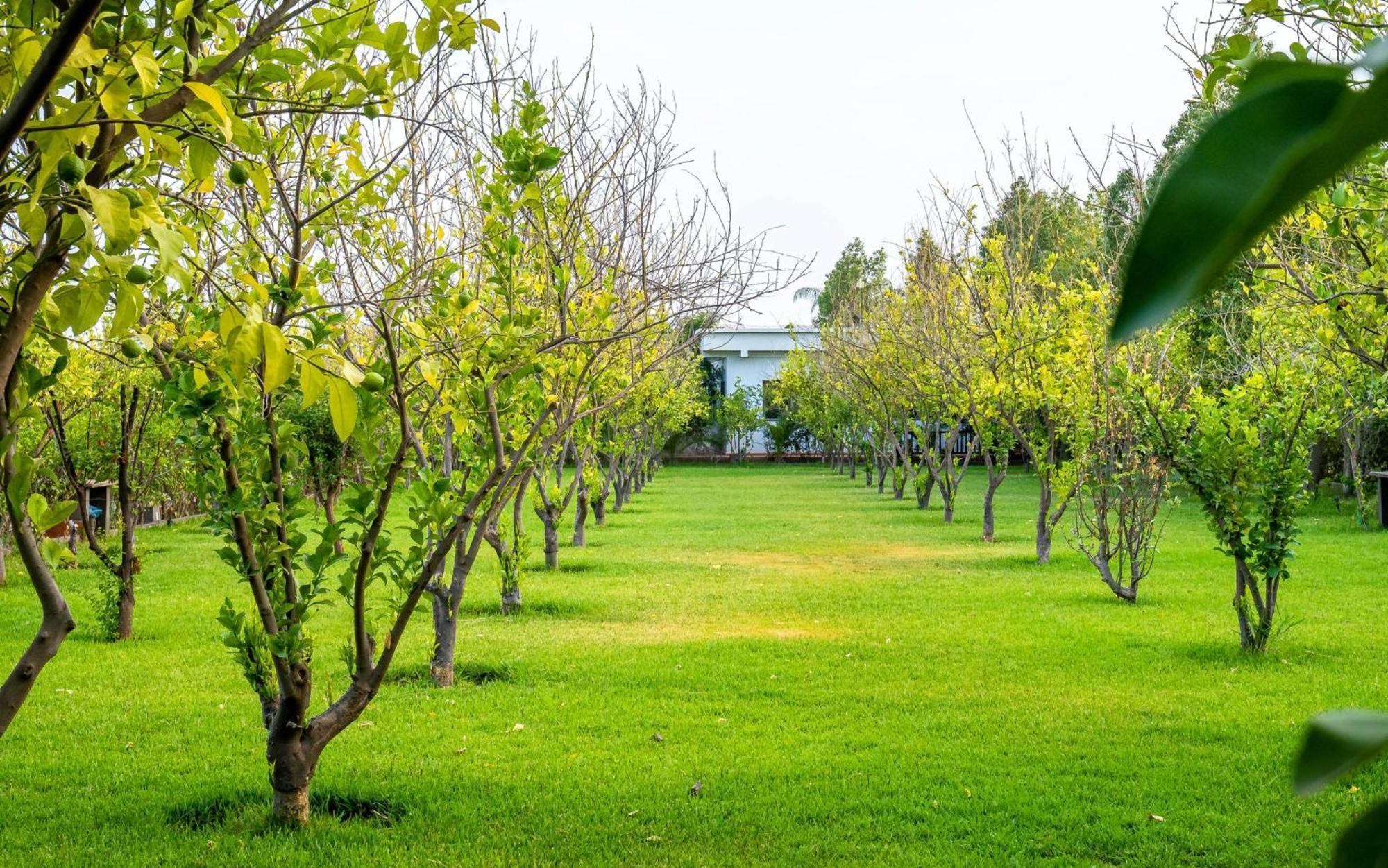 The Lemonary Marrakech Ξενοδοχείο Ouled Moumen Εξωτερικό φωτογραφία
