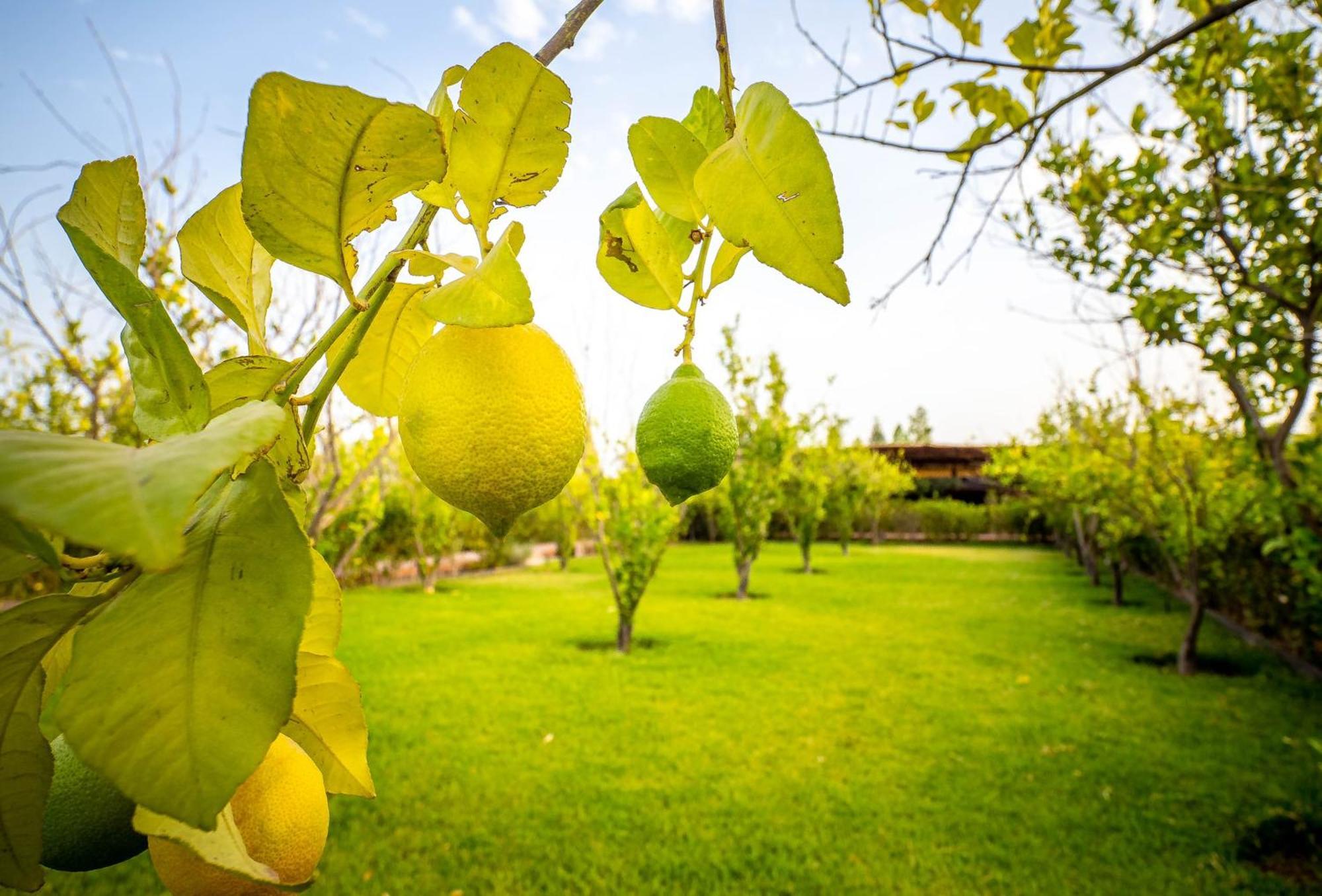The Lemonary Marrakech Ξενοδοχείο Ouled Moumen Εξωτερικό φωτογραφία